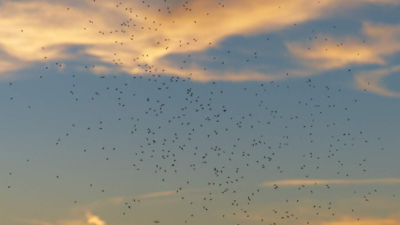 Hartnäckige Insektenreste vom Auto entfernen